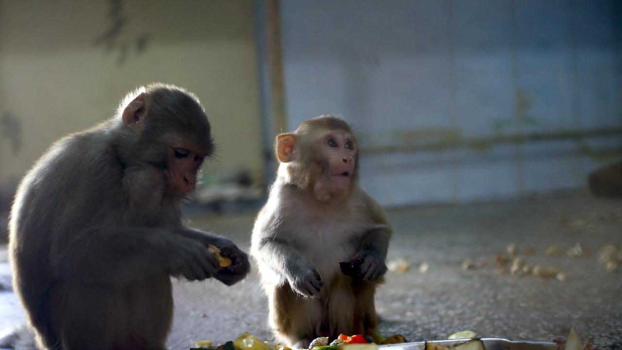 Kafesteki bireylerin hepsinin annesiz, babasız büyüdüğünü dile getiren Arsun,