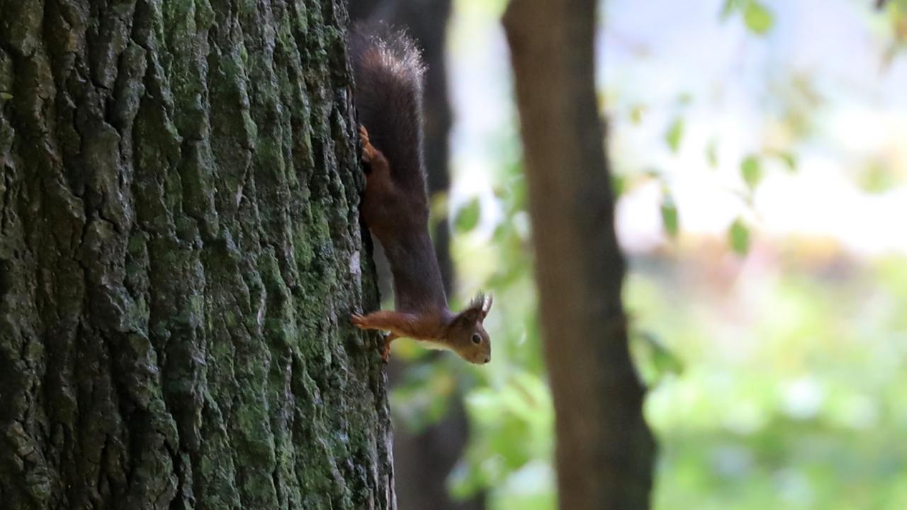 Ziyaretçilerin ilgi odağı 