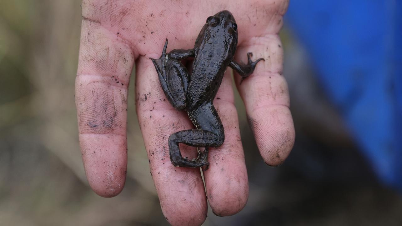 "Su bülbülü" adıyla bazı lokantalar pişmiş kurbağa servis ediyor