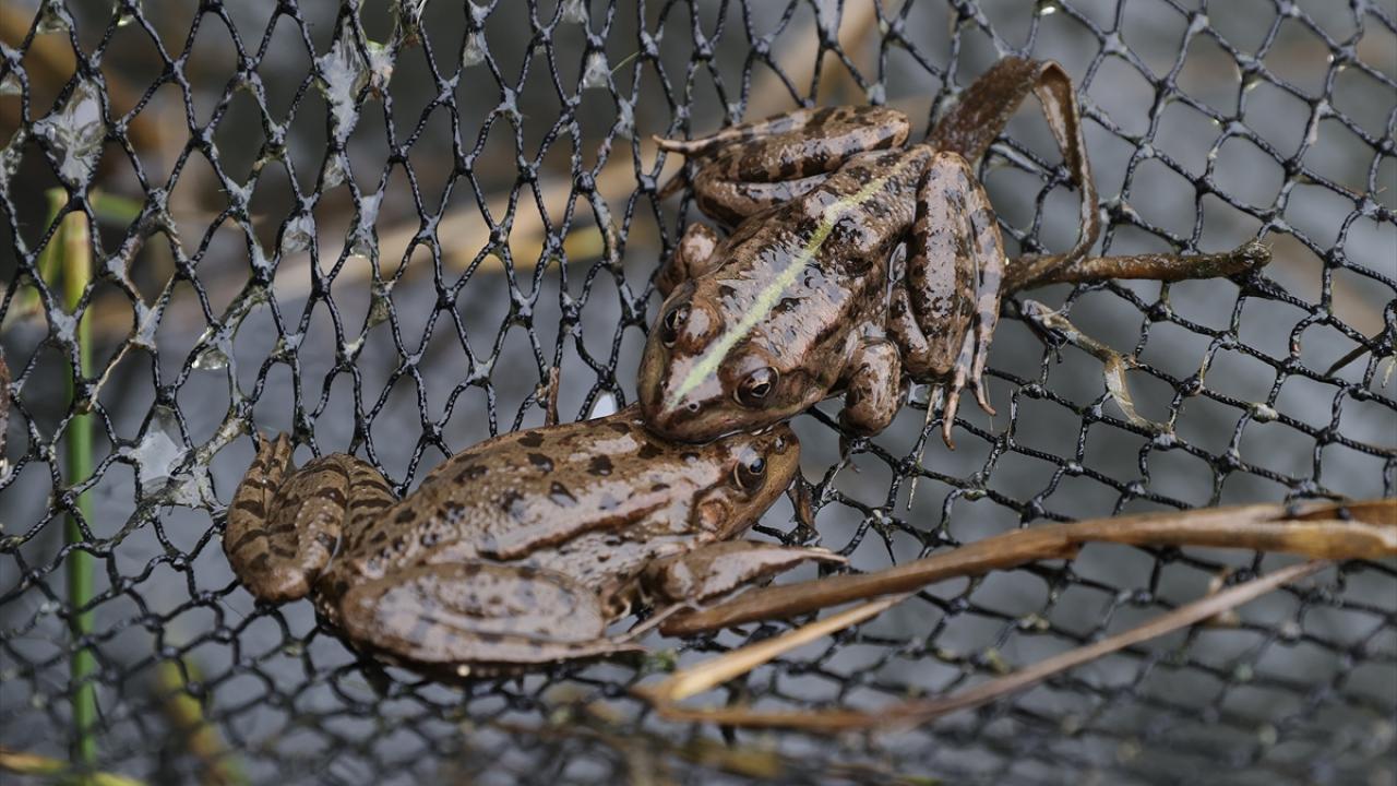 Fransa ve İtalya`ya gönderiliyor
