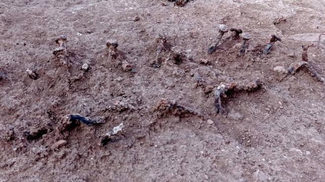 Roma döneminden kalma kapı çivileri bulundu