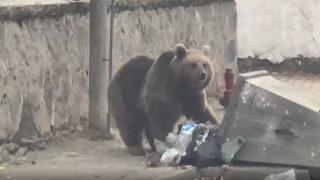 Aç kalan ayı çöpleri karıştırdı