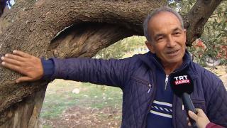 Tescillenen asırlık ağaçlarına çocuğu gibi bakıyor