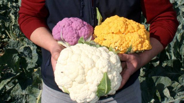 Bursada renkli karnabaharda hasat başladı