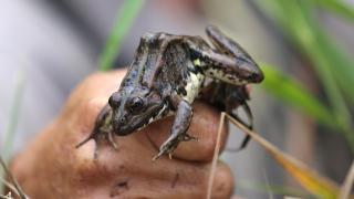 Babadan oğula geçen meslek: Kurbağa avcılığı