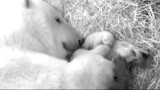 Almanya'da ikiz kutup ayıları dünyaya geldi