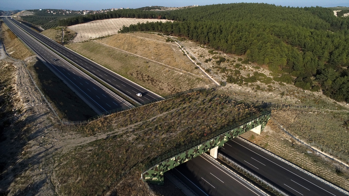Yaban hayatı için ekolojik köprüler inşa edildi