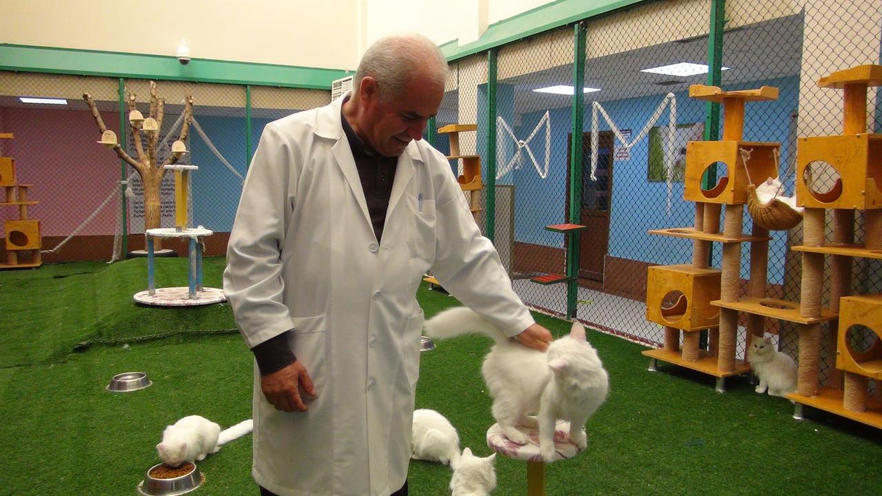 “Van kedisi çok güzel, sakin, evcil bir kedi”