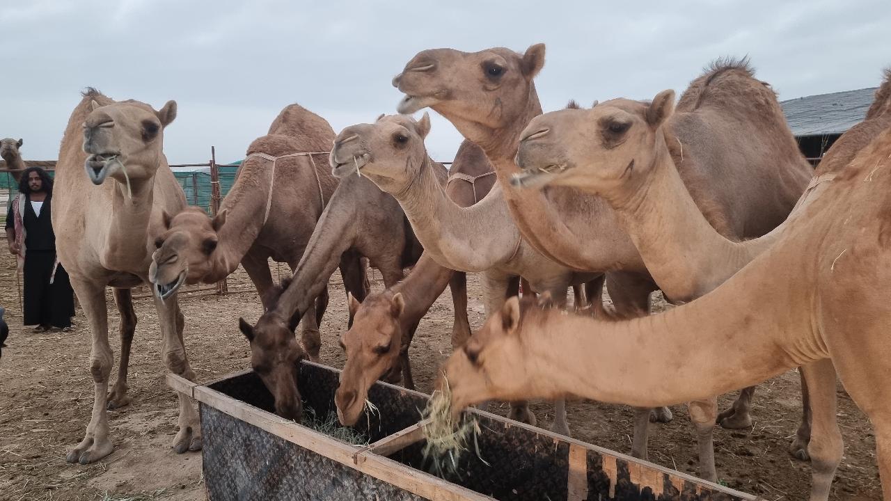 Aydın'da devenin ısırdığı kişi yaralandı