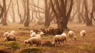 Hindistan'dan sonbahar manzaraları