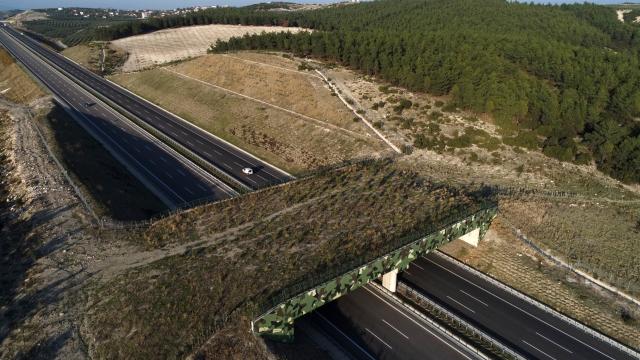 İstanbul-İzmir Otoyolu yaban hayatına katkı sağlıyor