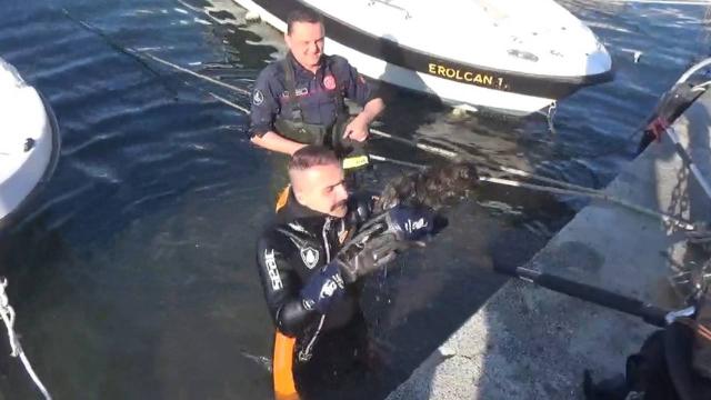 Silivride dalgıç itfaiyeci kediyi kurtardı