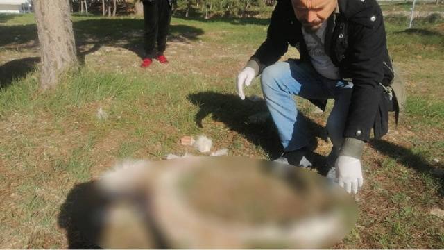 Köpeğin derisini yüzüp yol kenarına attılar