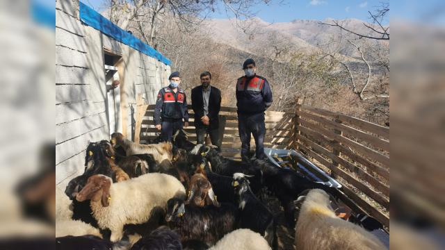 Kayıp koyunlar dron ile bulundu