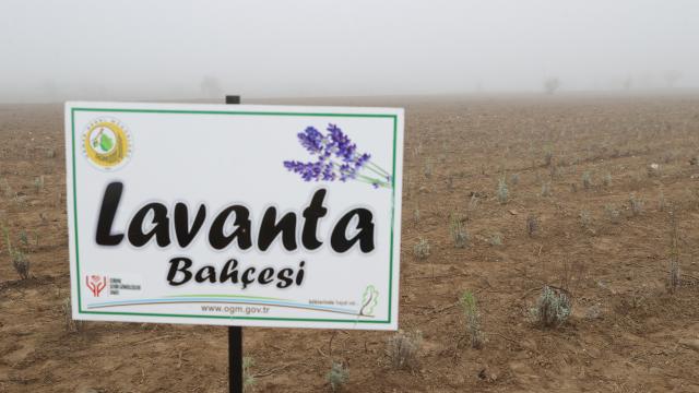 Edirnede kurulan tıbbi ve aromatik bitkiler ormanında 188 bin fidan toprakla buluştu
