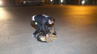 Yaralı köpeği polis ekipleri kurtardı
