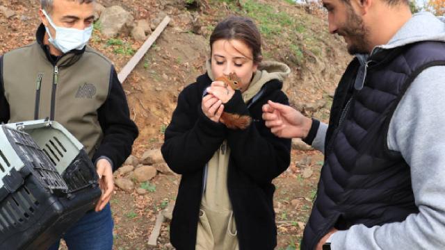 Sevimli sincap "Alvin" doğal ortamına bırakılacak
