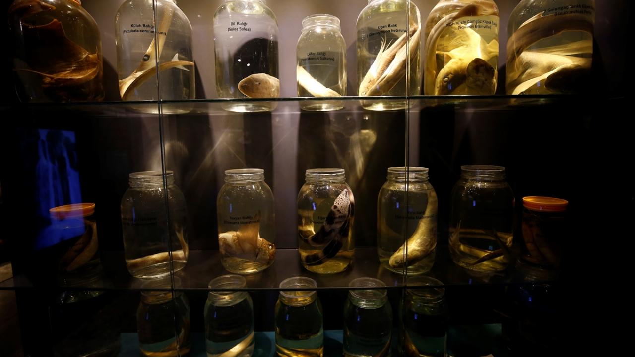 Müze 8 dilde anlatılıyor