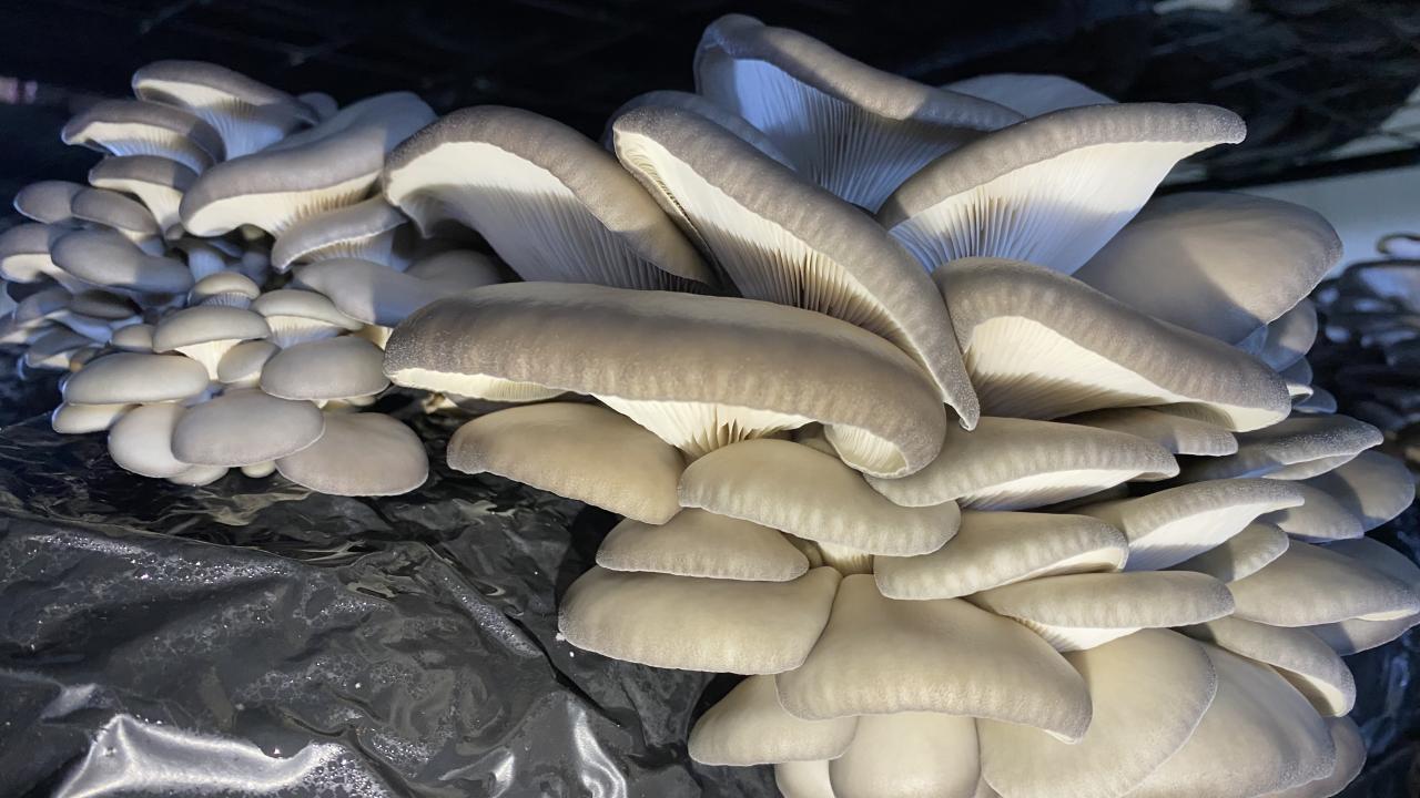 Kazancını yüzde 50 artırdı