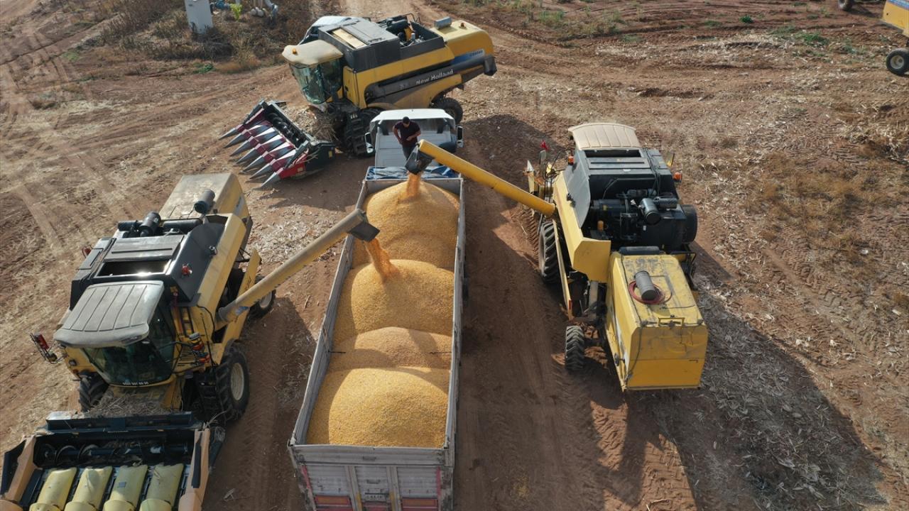 Mısır hasadı 44 biçerdöverle yapılıyor