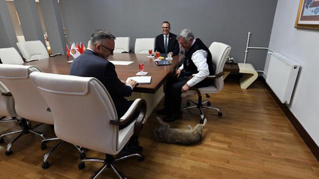 Manas Üniversitesinin maskotu Kırpıka oy hakkı