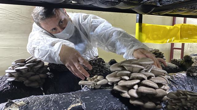 Bahçesinde 40 ton istiridye mantarı üretiyor