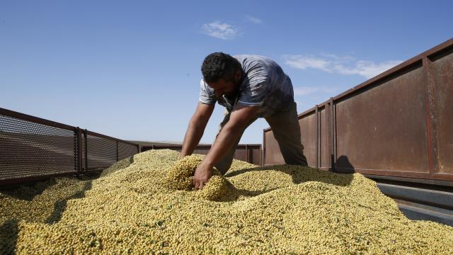 Diyarbakırda soya üretimi artıyor