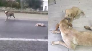 Yaralı köpeğin yardımına koştu: Onlar Allah'ın sessiz varlıkları