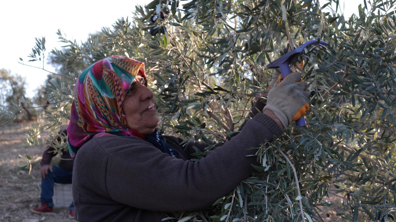 Yaklaşık yüzde 30`u ihraç ediliyor