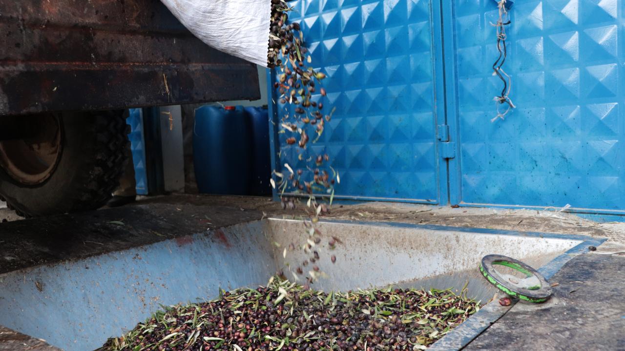 Geçen yıl yaklaşık 7 bin 500 ton zeytinyağı ürettiklerini, bu yıl 12 bin 500 tondan fazla yağ beklediklerini aktaran Kaya, şöyle konuştu: