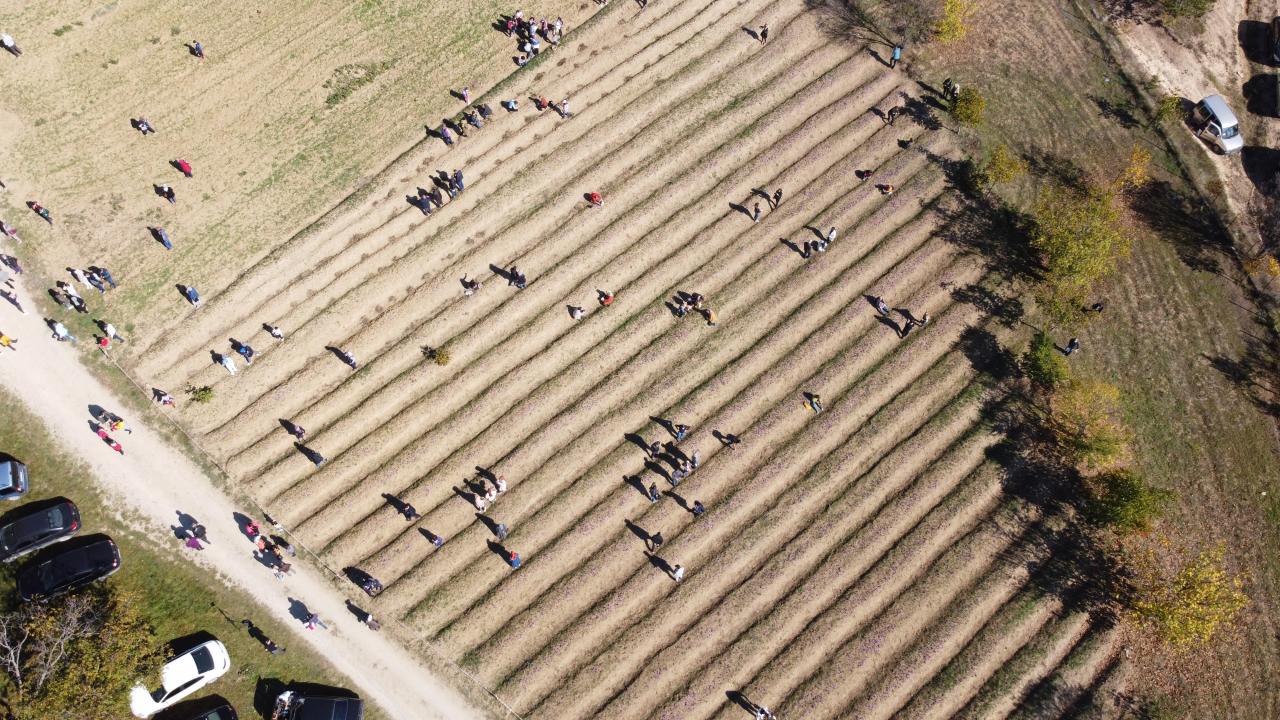 ‘Lavanta Kokulu Safran Bahçesi’ projesi