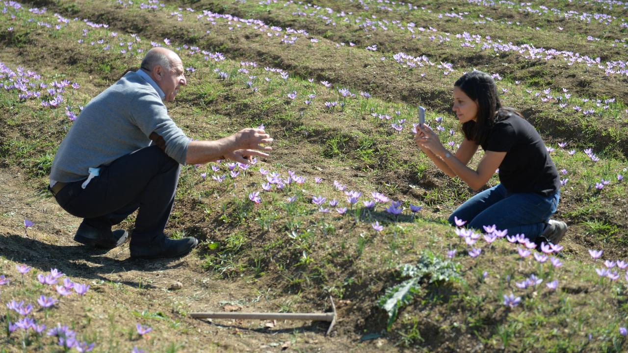 "Safran üretimini yüzlerce dönüme çıkaracağız"