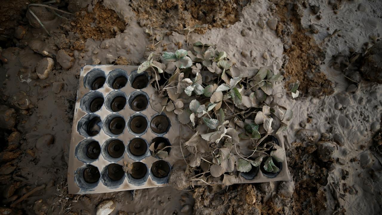 "Sağlam bir tane fidemiz kalmadı"