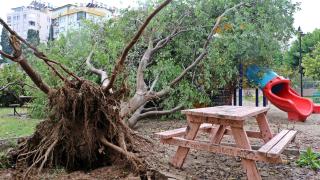 Antalya'da sağanak ağaçları kökünden söktü
