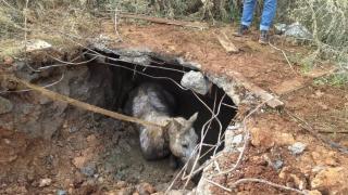 Kaybolan at kanalizasyon çukurunda bulundu