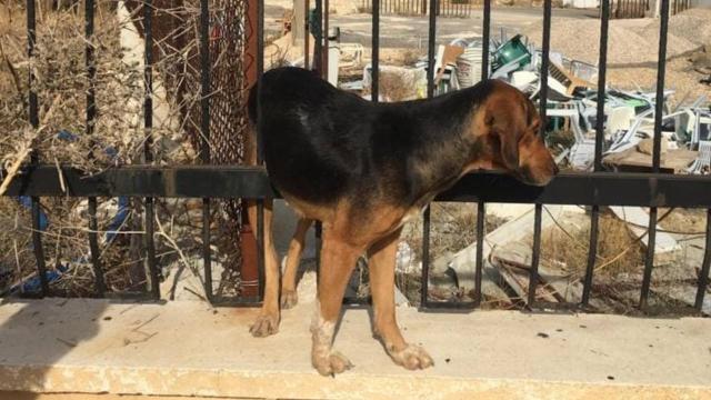 Konyada uygunsuz koşullarda tutulan 16 köpek korumaya alındı