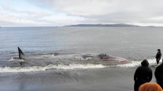 Yaralı balina kıyıya vurdu