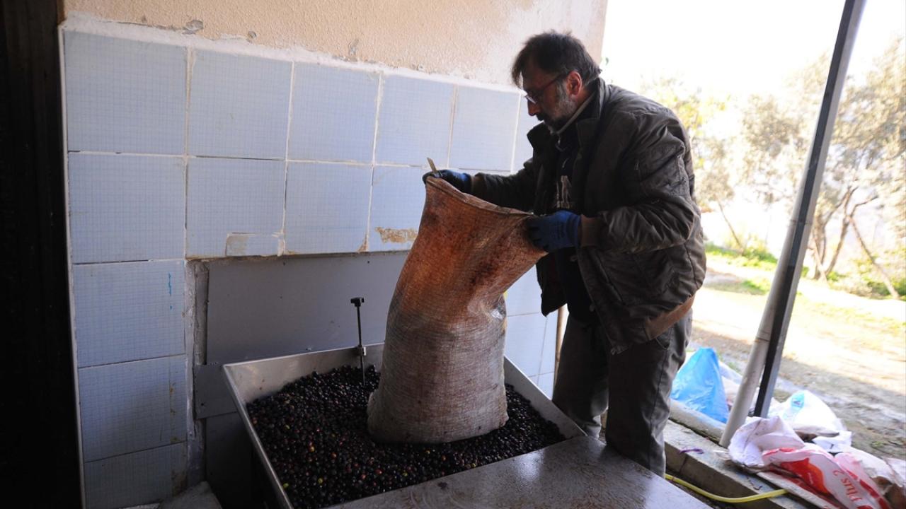 "Çok kaliteli, doğal zeytinimiz var"