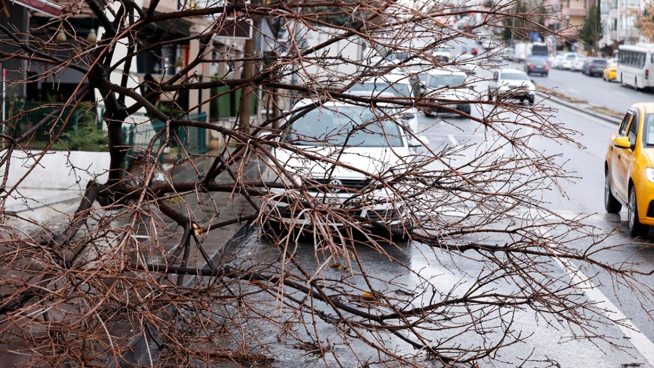 Ağaç kökünden söküldü