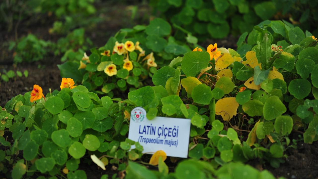 81 ilden 236 aromatik bitki tek bahçede yetiştiriliyor