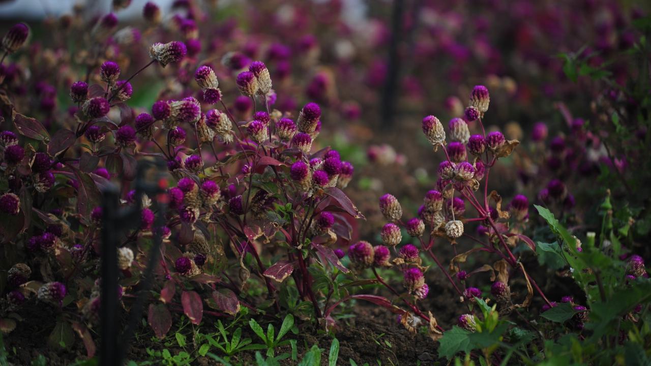 81 ilden 236 aromatik bitki tek bahçede yetiştiriliyor