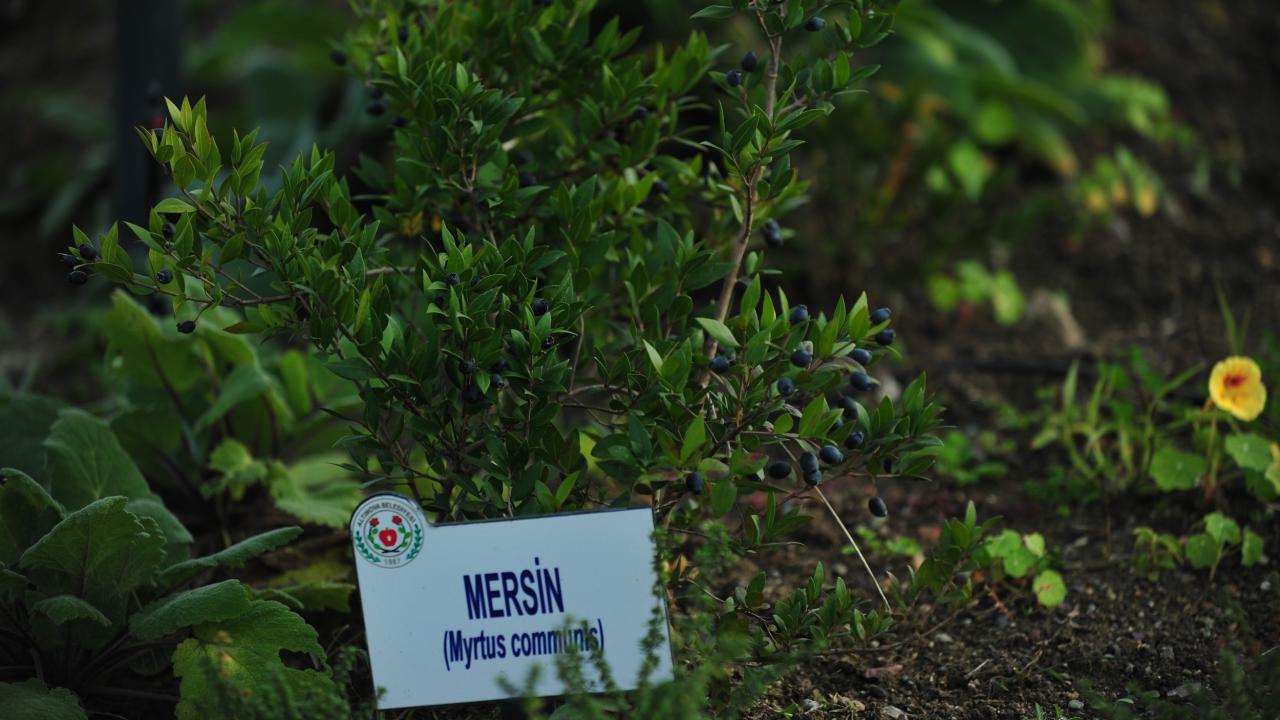 "Bitki yetiştiriciliğinde potansiyelimiz var"