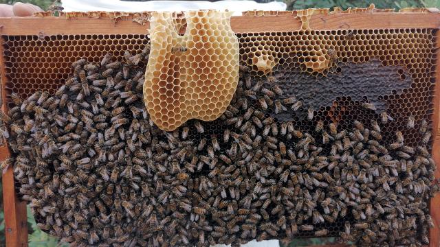 Torosların balı Avrupa yolunda: 1 milyon euroluk ihracat yapılacak