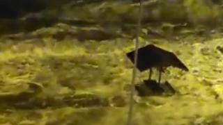 Gemlik sahilinde su baskını