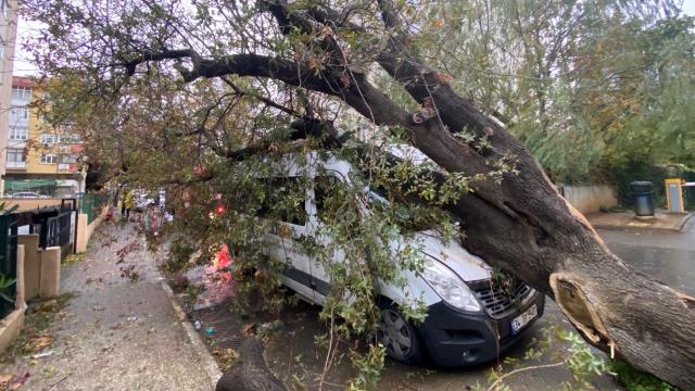 İstanbulda servis aracının üzerine ağaç devrildi