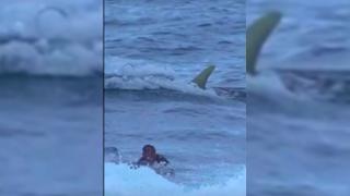 Porto Riko'da sörfçü köpek balığıyla burun buruna geldi