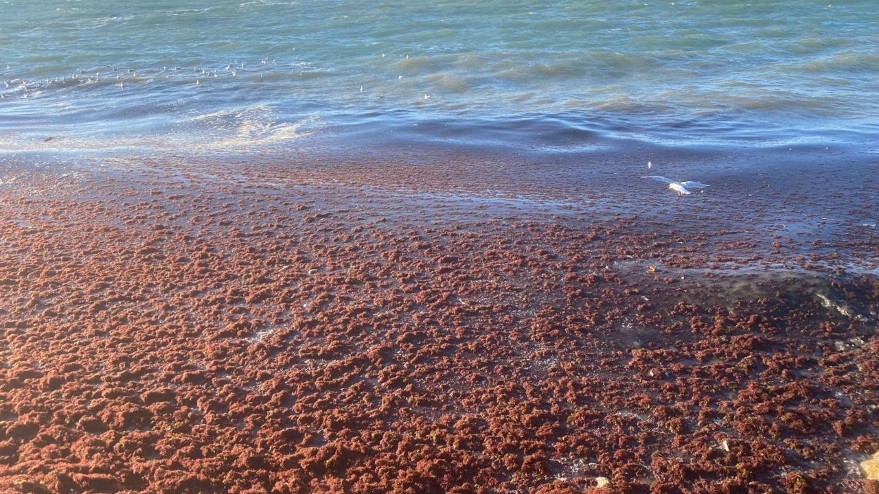 Su kalitesinin düştüğünü gösteriyor