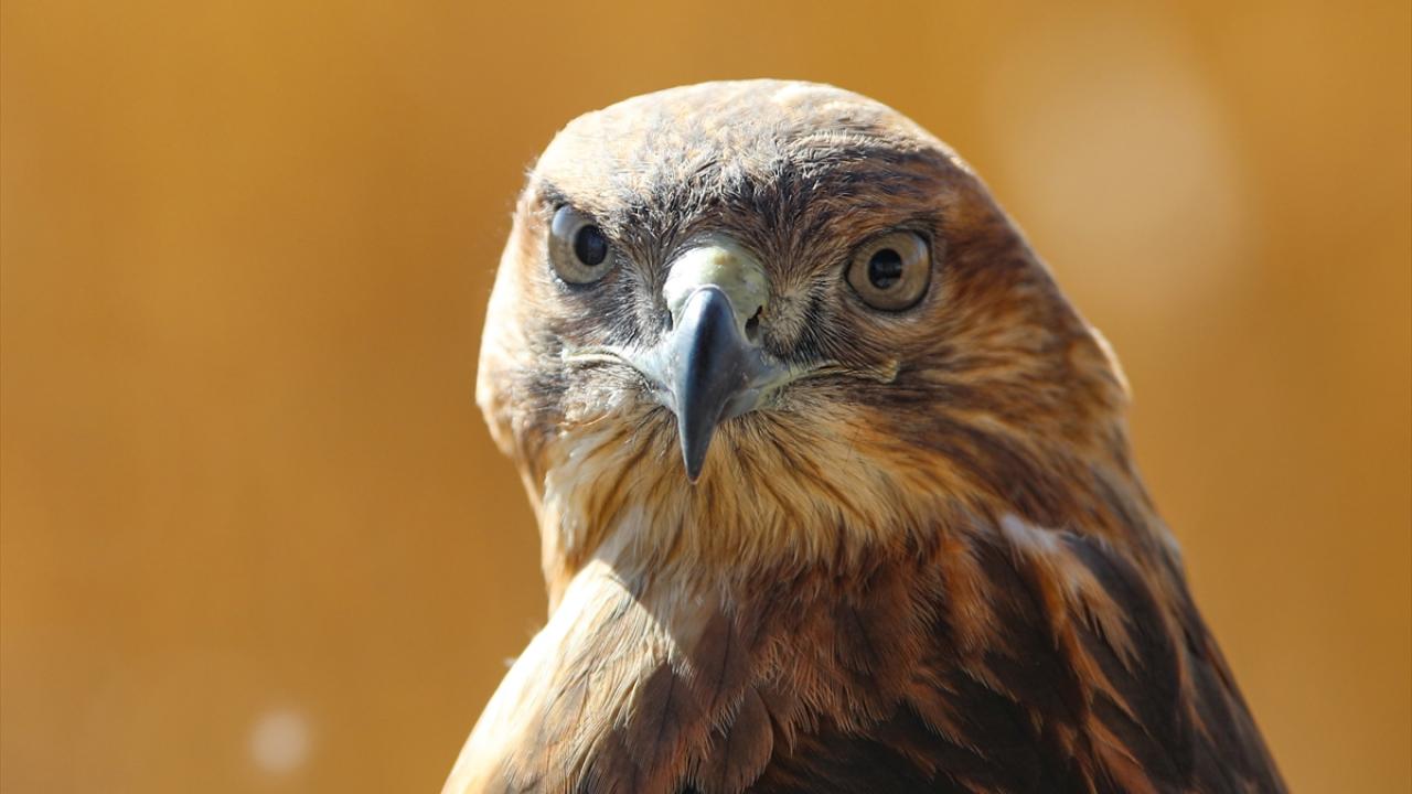 Yüzyılda bir görülen yakalı toy kuşu sağlığına kavuştu