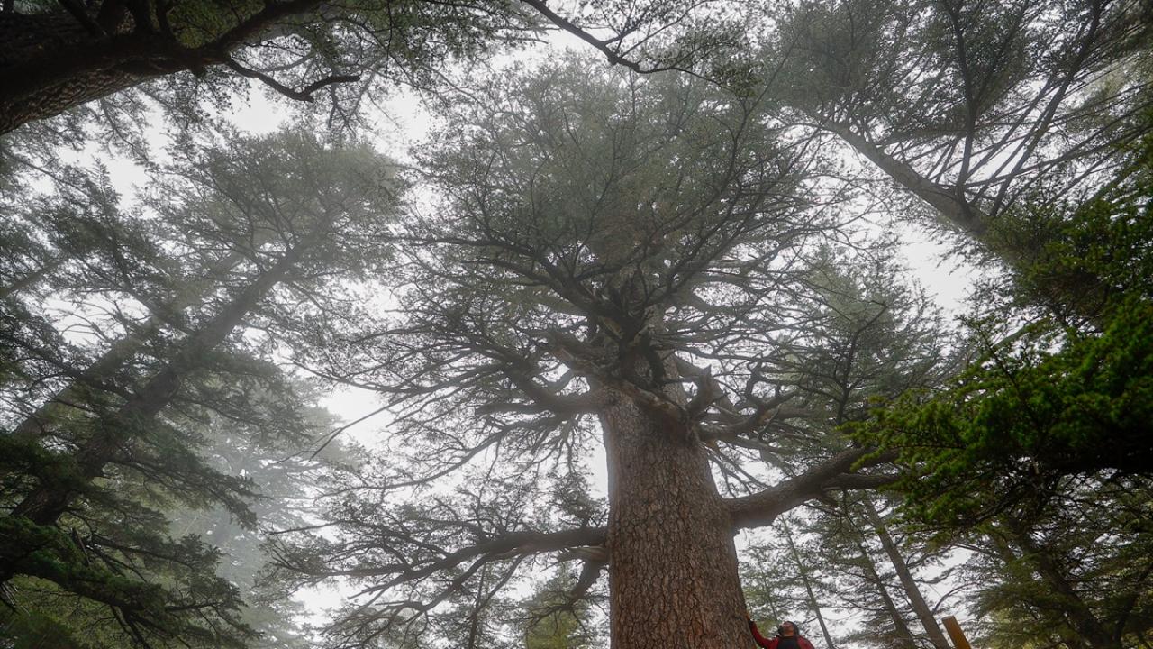 4 bin 117 yaşındaki porsuk ağacı zamana meydan okuyor