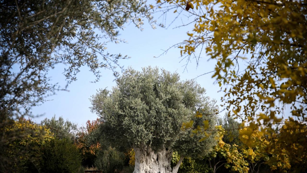 Anıt ağaçların tescili